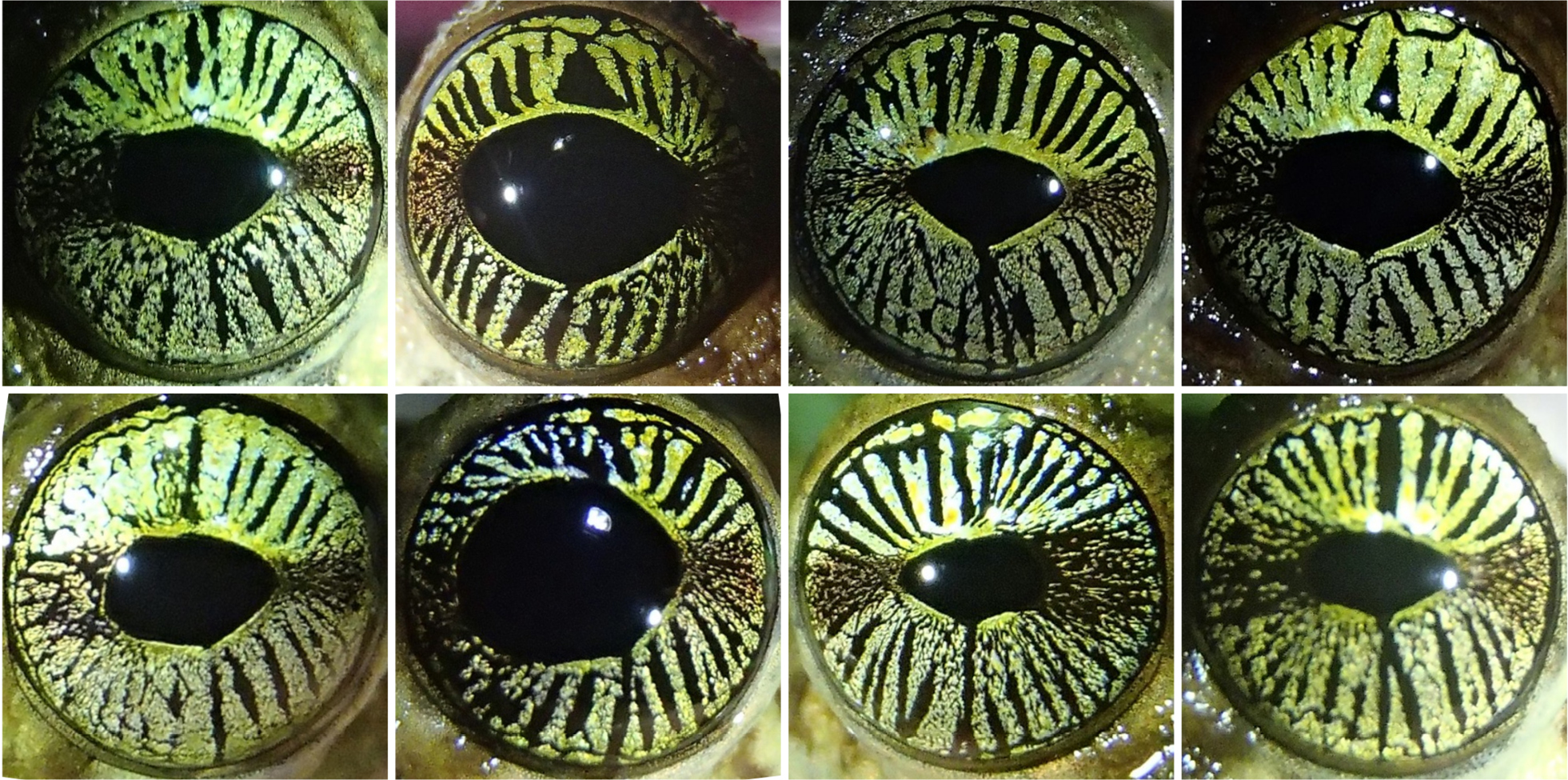osteocephalus oophagus motifs iris comparaison Comparaison des motifs d'iris de huit grenouilles Osteocephalus oophagus photographiées en Guyane française