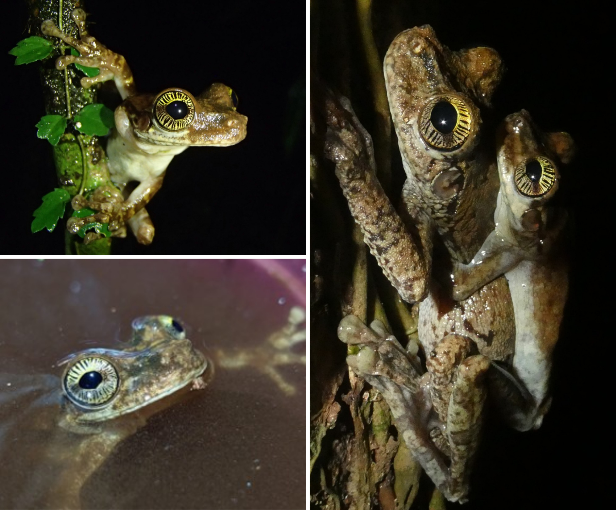 osteocephalus oophagus reproduction amplexus Trois photographies d'Osteocephalus oophagus en Guyane française : sur un arbre, dans une petite réserve d'eau et en amplexus sur un arbre