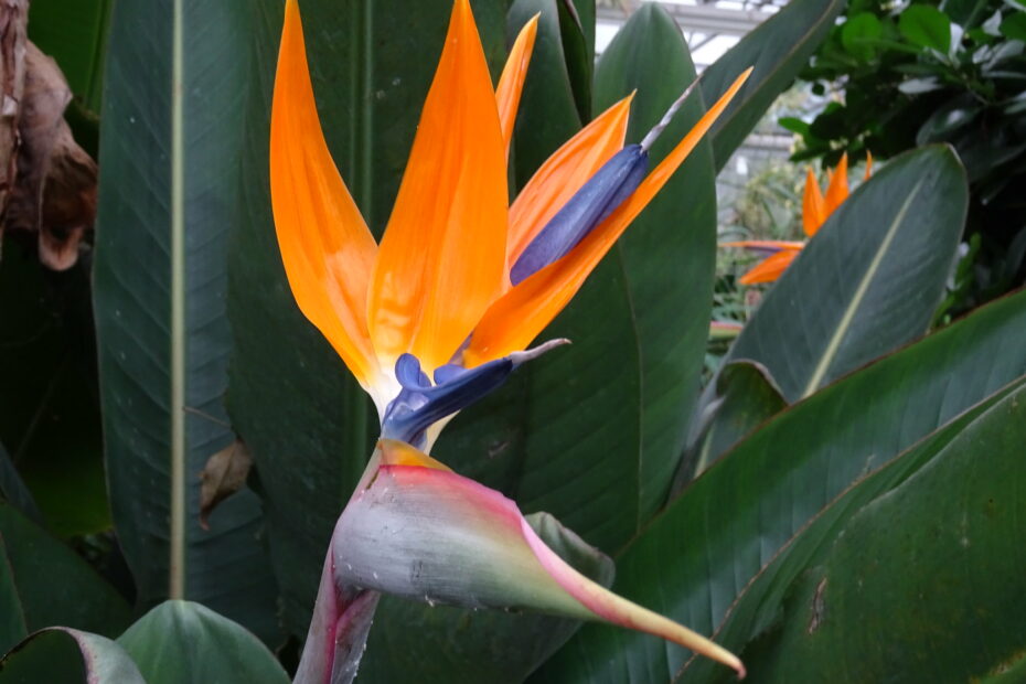 L'oiseau de paradis, cette fleur qui ressemble à un oiseau exotique strelitzia fleur oiseau de paradis Fleur oiseau de paradis (Strelitzia reginae) aux pétales orange et bleu