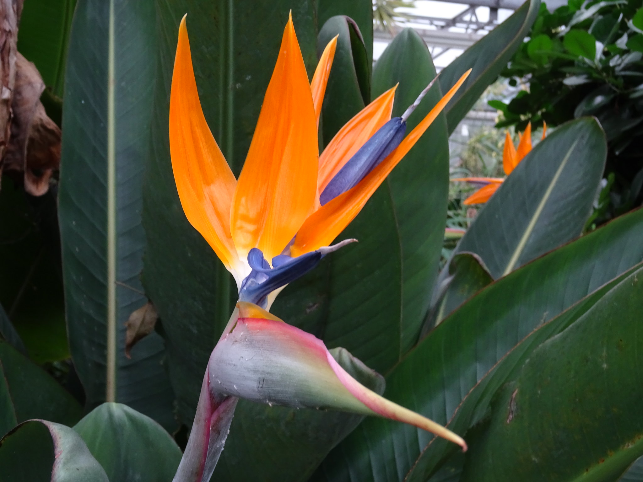 strelitzia fleur oiseau de paradis Fleur oiseau de paradis (Strelitzia reginae) aux pétales orange et bleu