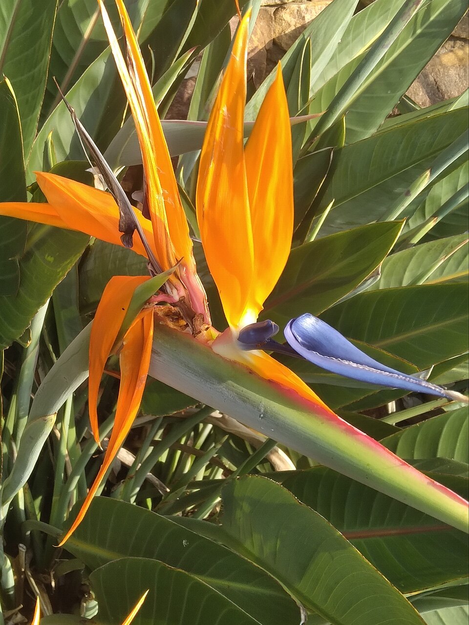 strelitzia reginae afrique du sud Strelitzia reginae photographié en Afrique du Sud