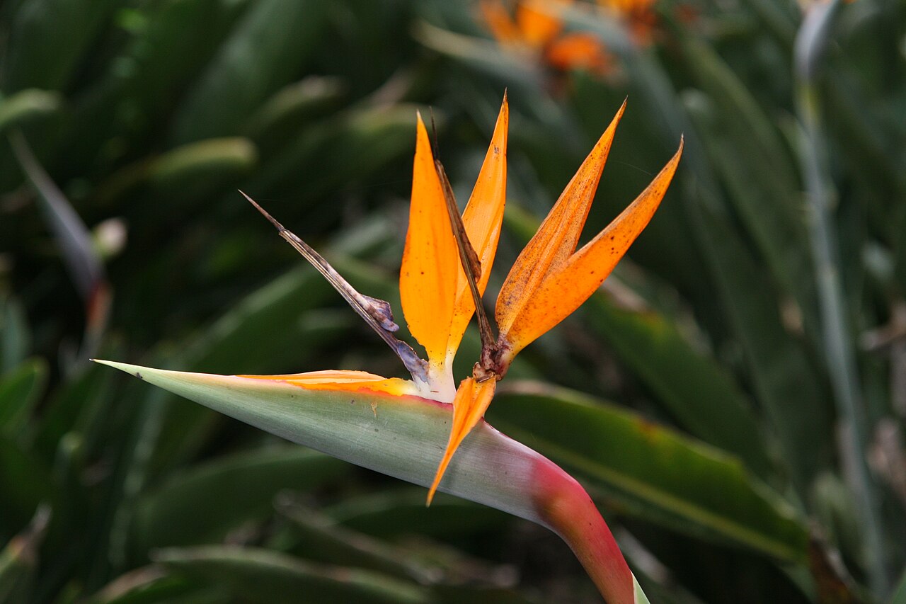 strelitzia reginae detail fleur Détail d'une fleur de Strelitzia reginae avec ses tépales bleus et orange
