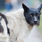 Žorik, le chien errant noir et blanc devenu célèbre à Tallinn, en Estonie