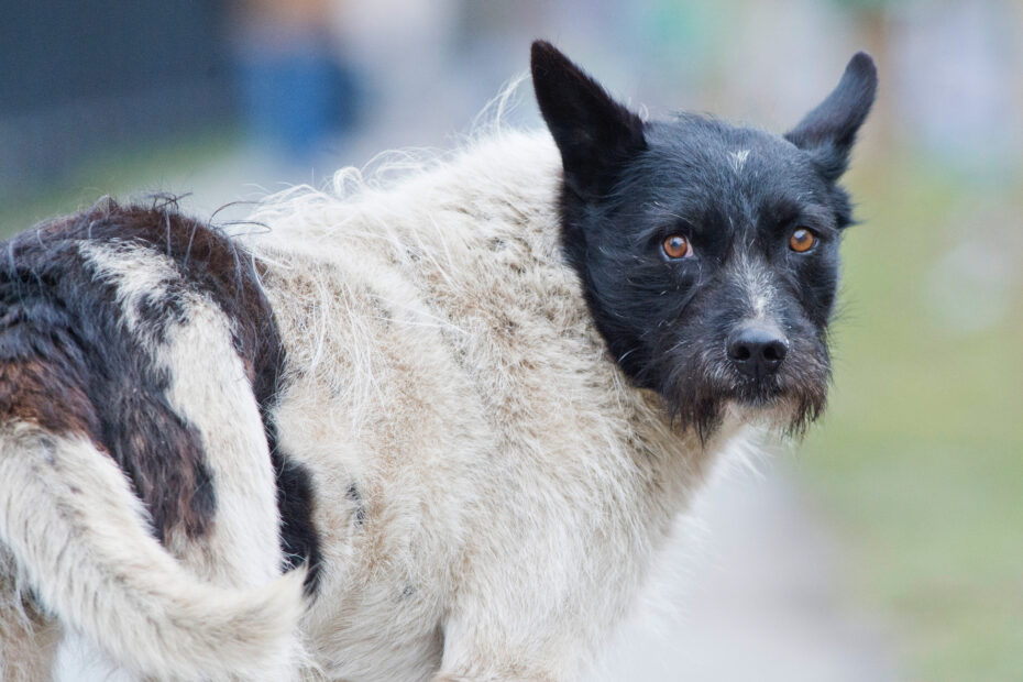 Žorik, le chien errant noir et blanc devenu célèbre à Tallinn, en Estonie