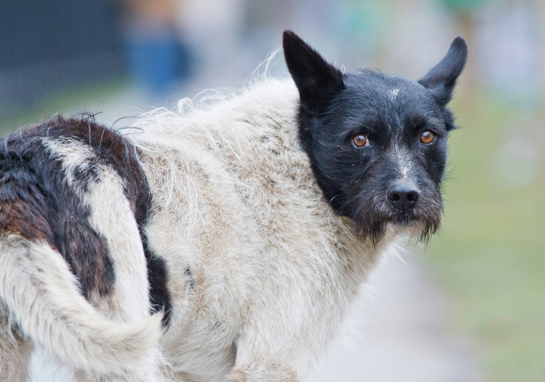 zorik chien errant tallinn Žorik, le chien errant noir et blanc devenu célèbre à Tallinn, en Estonie